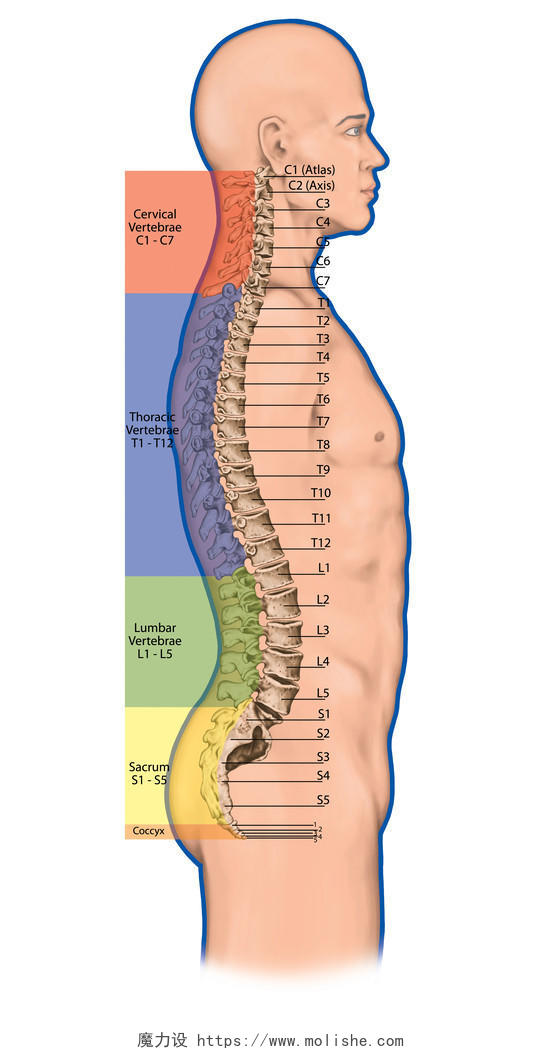 解剖人体骨系统背部人体结构